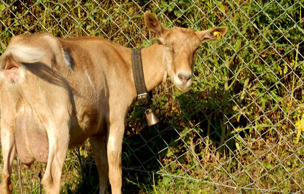 sanpina koza