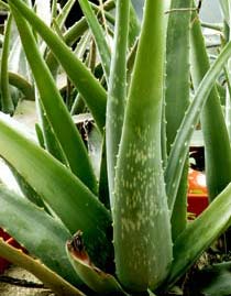 aloe kaktus