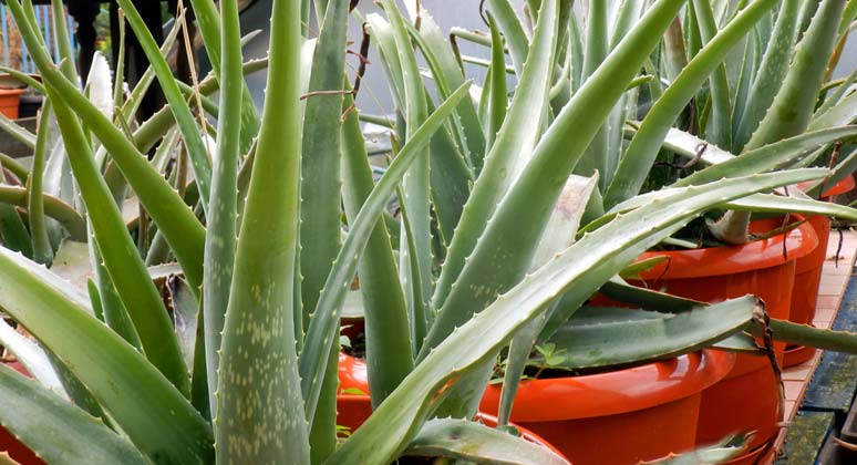 aloe vera lekovita biljka