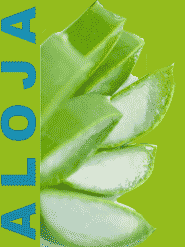 aloya vera lekovita biljka