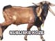 nubijska koza