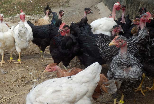 kokosi golosijanke sa farme