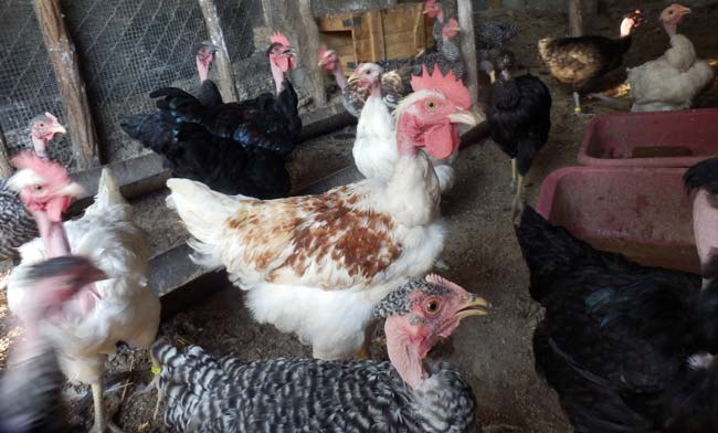 kokosi golosijanke na farmi