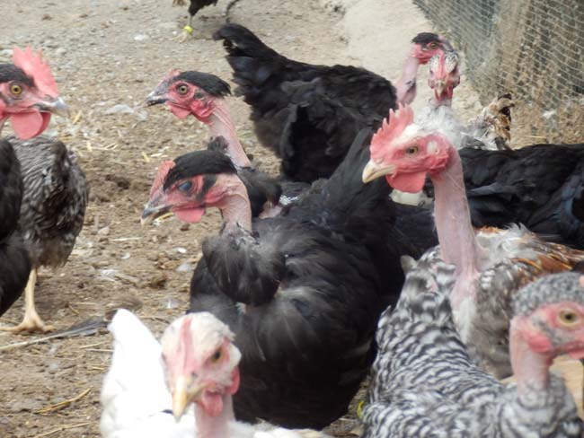 kokosi golosijanke na farmi