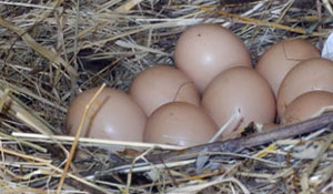 kokosija jaja prodaja