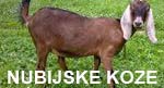 nubijska koza