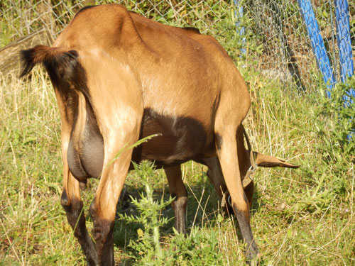 koza sranasta alpina