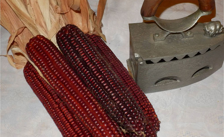 crveni kukuruz