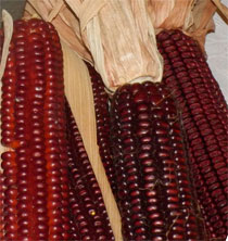 crveni kukuruz seme