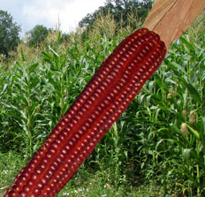 klip crvenog kukuruza