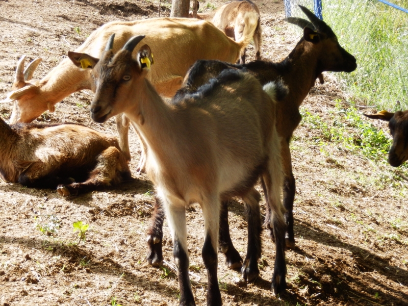 alpske_koze (13).jpg