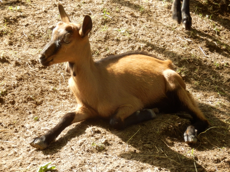 alpske_koze (14).jpg