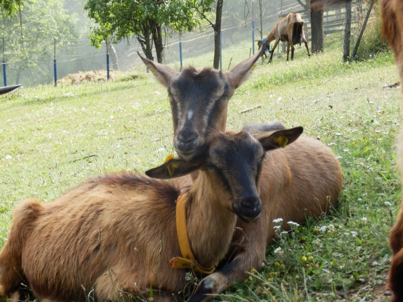 alpske_koze (17).jpg