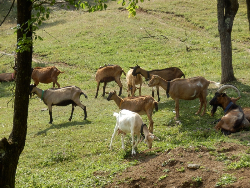 alpske_koze (18).jpg