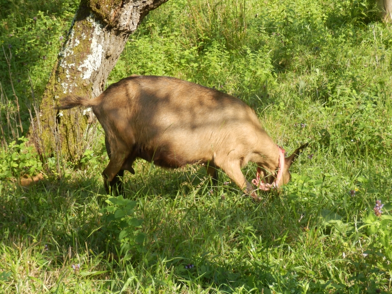 alpske_koze (21).jpg