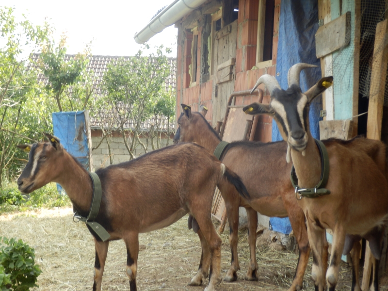 alpske_koze (22).jpg