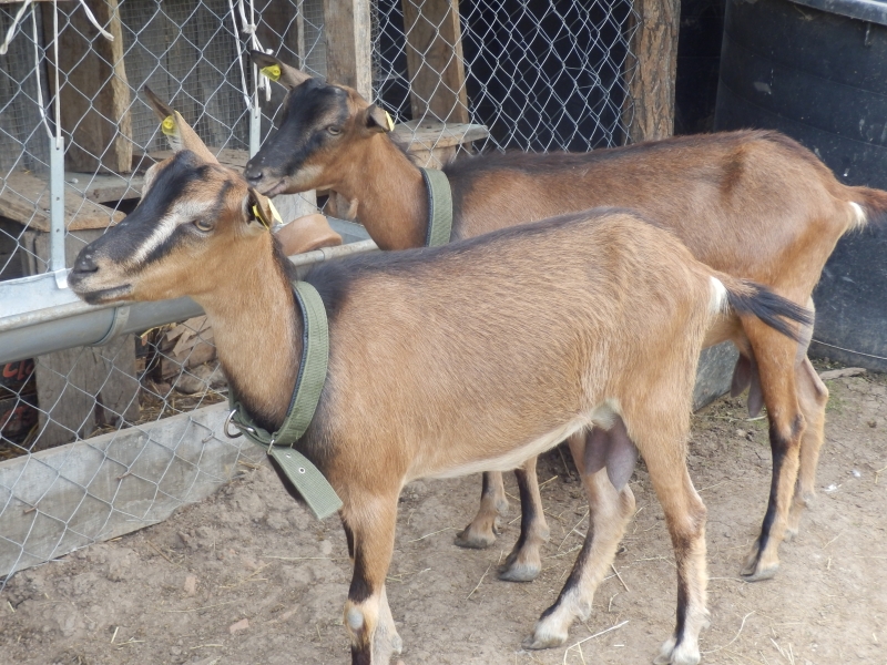 alpske_koze (25).jpg