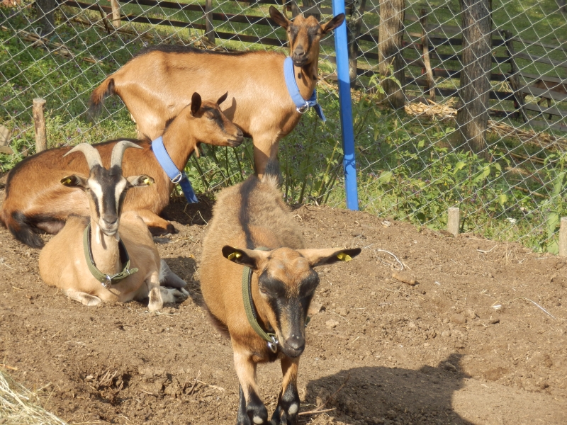 alpske_koze (27).jpg