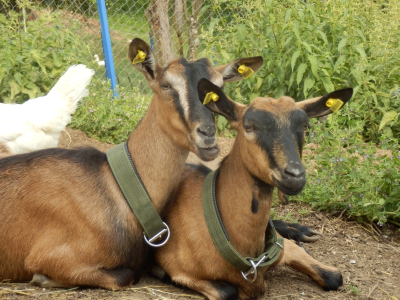 alpske_koze (28).jpg