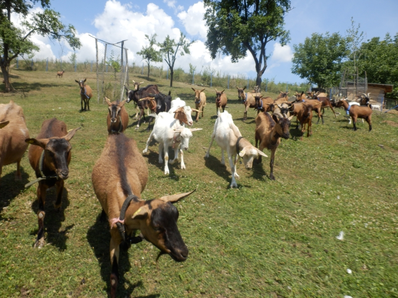 alpske_koze (30).jpg