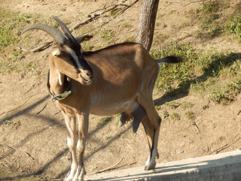 alpske_koze (33).jpg