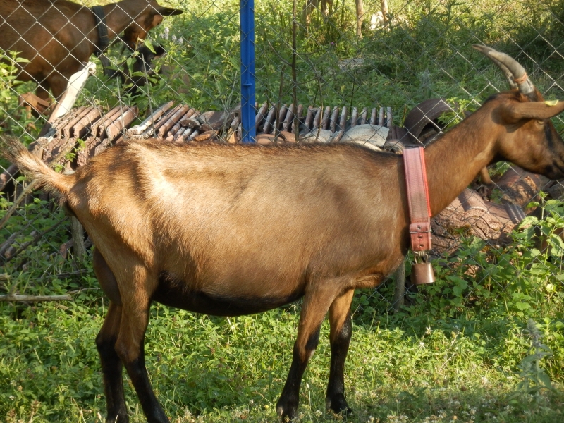 alpske_koze (34).jpg