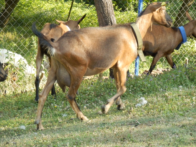 alpske_koze (35).jpg