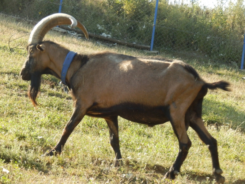 alpske_koze (36).jpg