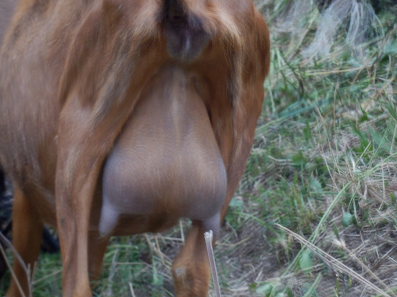 alpske_koze (40).jpg