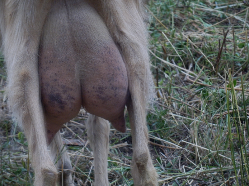 alpske_koze (41).jpg