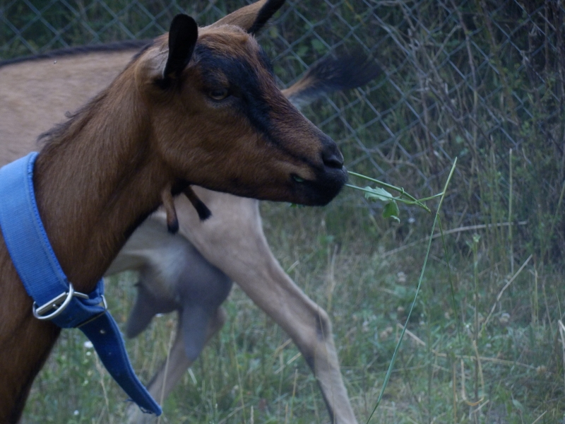 alpske_koze (43).jpg