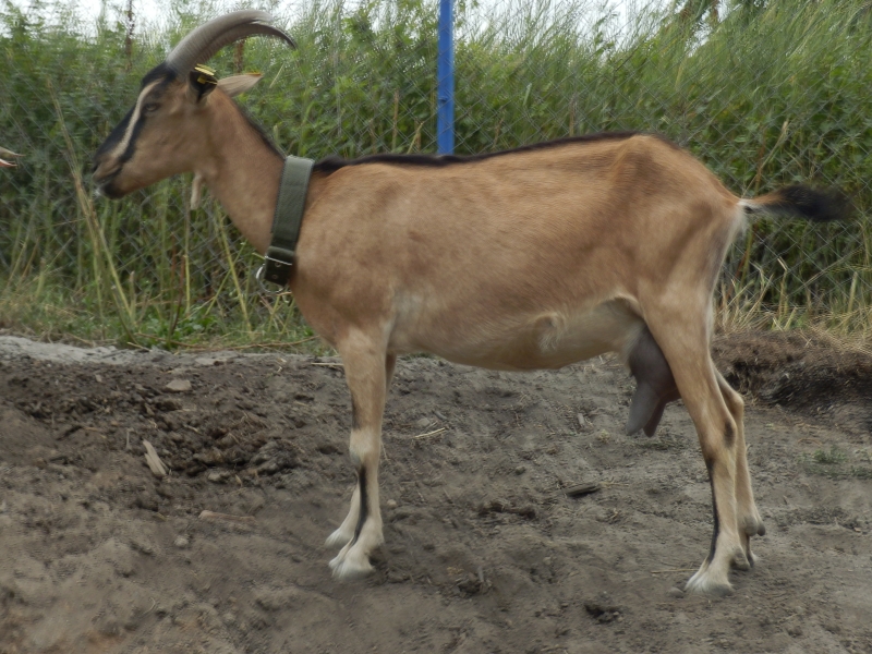 alpske_koze (44).jpg