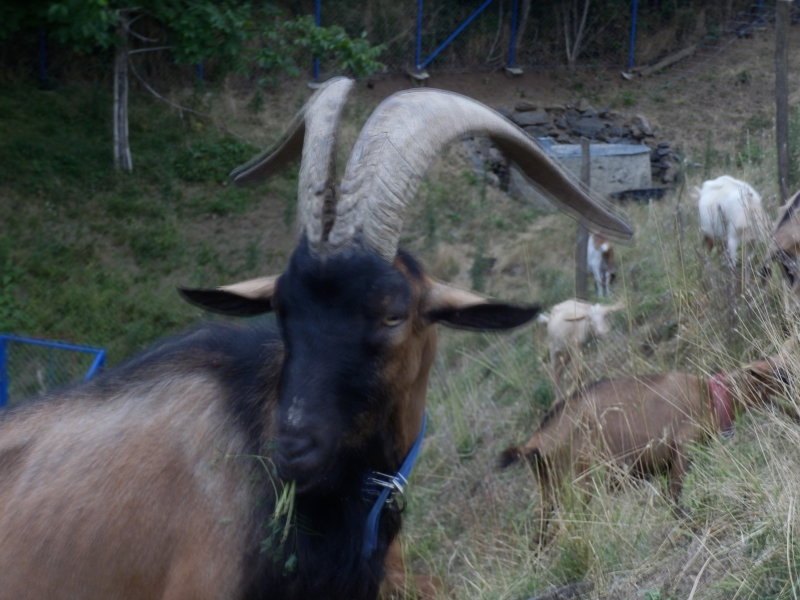 alpske_koze (46).jpg