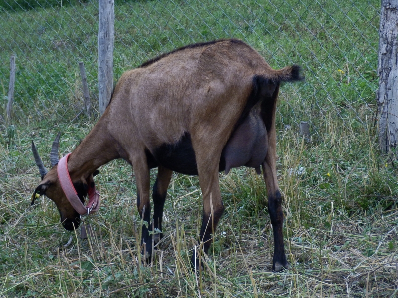 alpske_koze (48).jpg