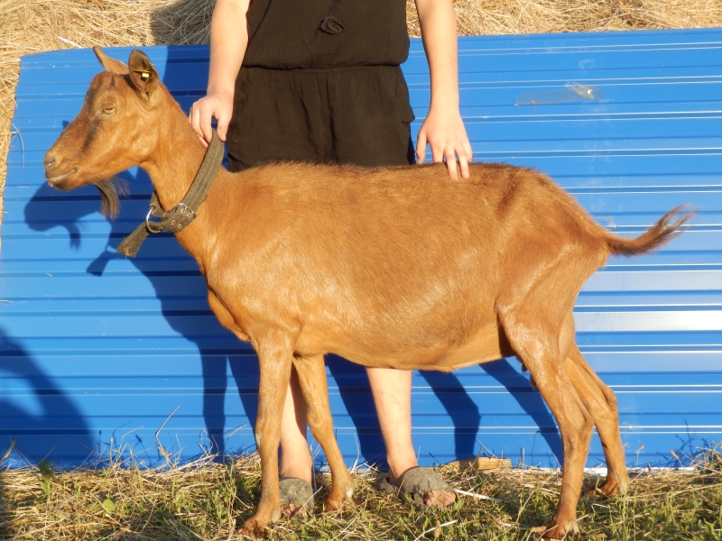 alpske_koze (60).jpg