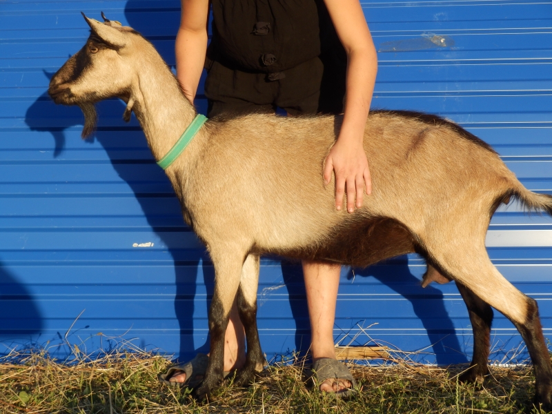 alpske_koze (62).jpg