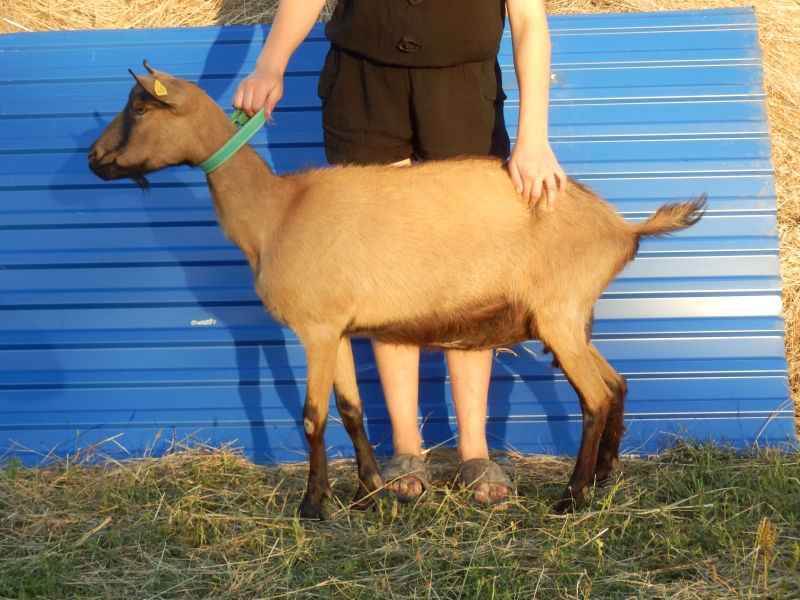 alpske_koze (63).jpg