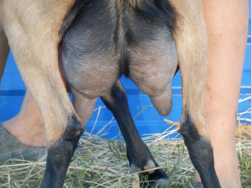 alpske_koze (65).jpg