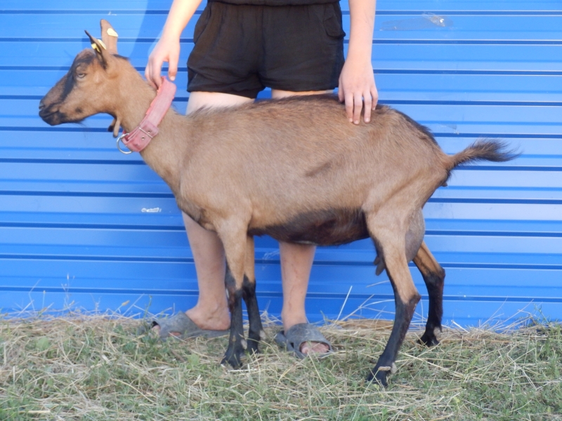 alpske_koze (69).jpg