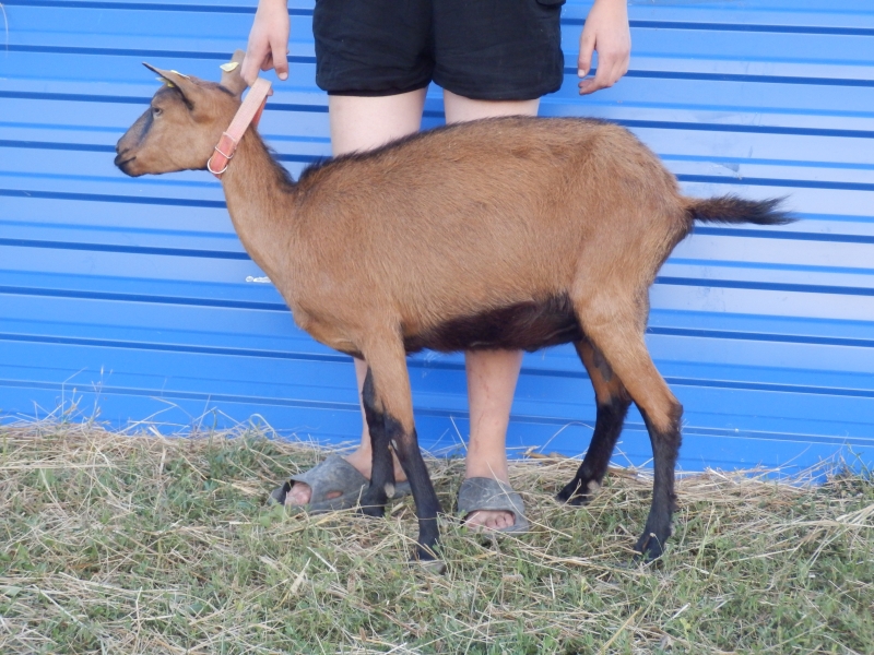 alpske_koze (70).jpg