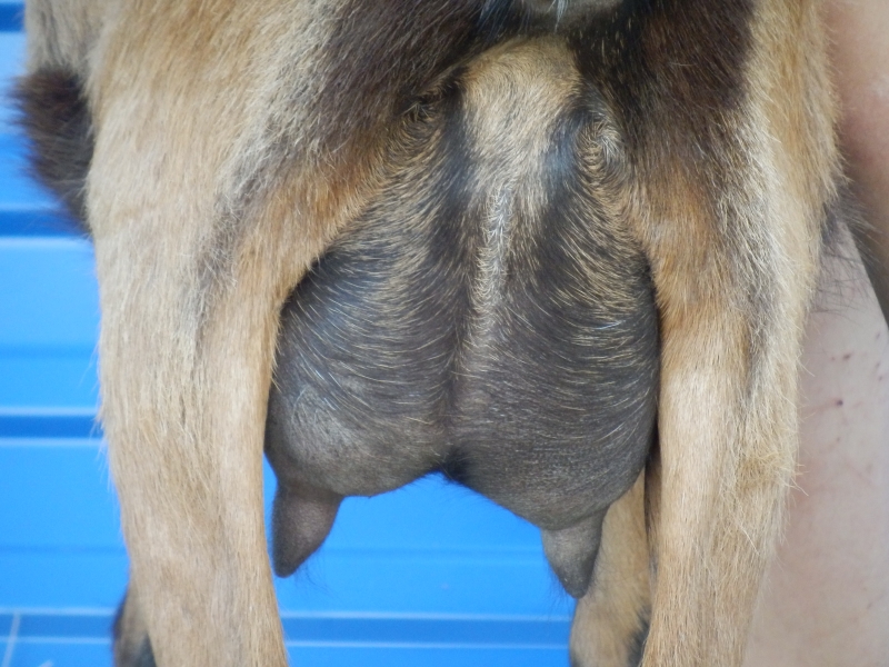 alpske_koze (71).jpg