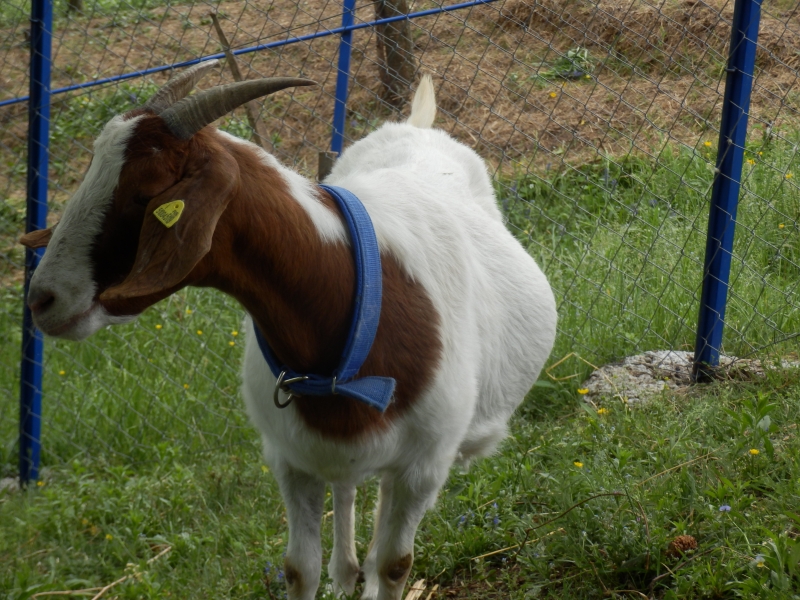 burske_koze (10).jpg