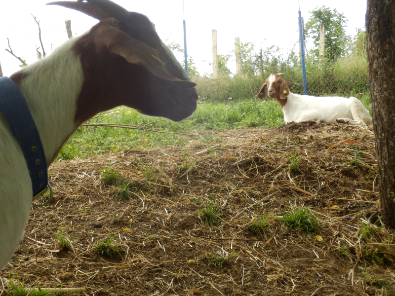 burske_koze (11).jpg