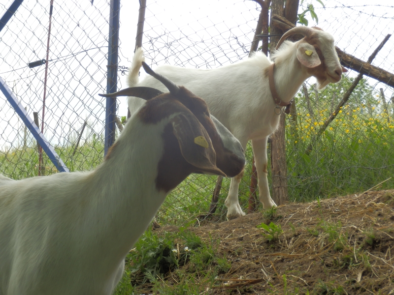 burske_koze (12).jpg