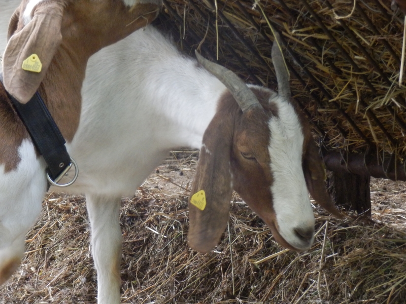 burske_koze (14).jpg