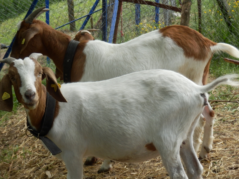 burske_koze (18).jpg