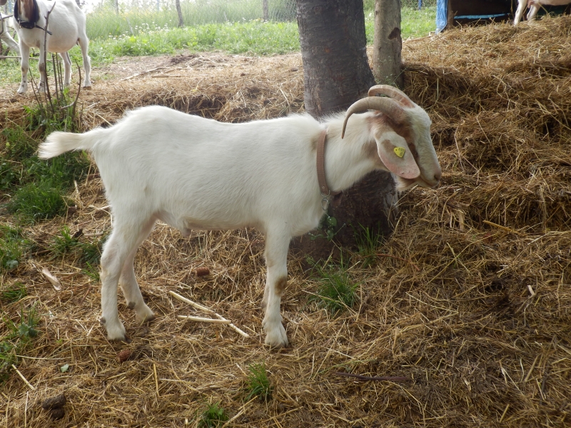 burske_koze (20).jpg