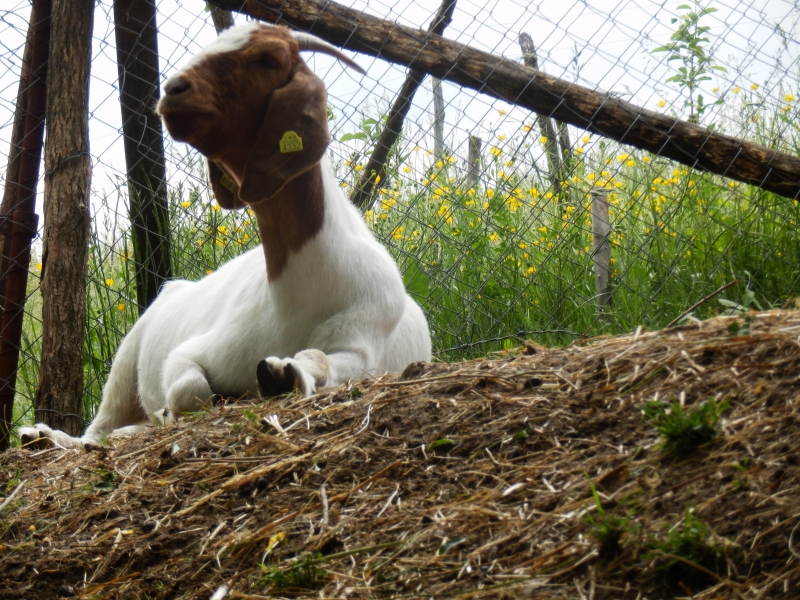 burske_koze (21).jpg