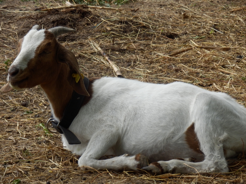 burske_koze (23).jpg