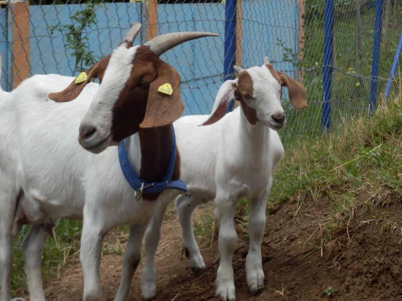 burske_koze (24).jpg